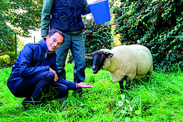 moutons.jpeg
